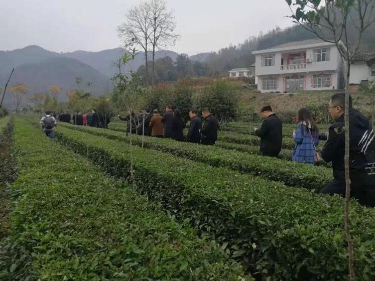 安康富硒茶的口感