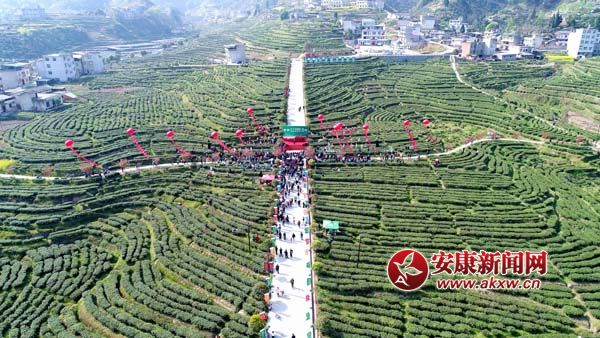 富硒茶开园仪式毛润 摄 (2).jpg