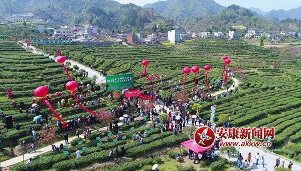 富硒茶开园仪式毛润 摄 (4).jpg