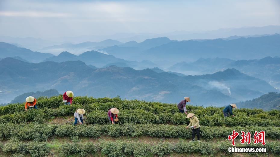 富硒清明茶微信号