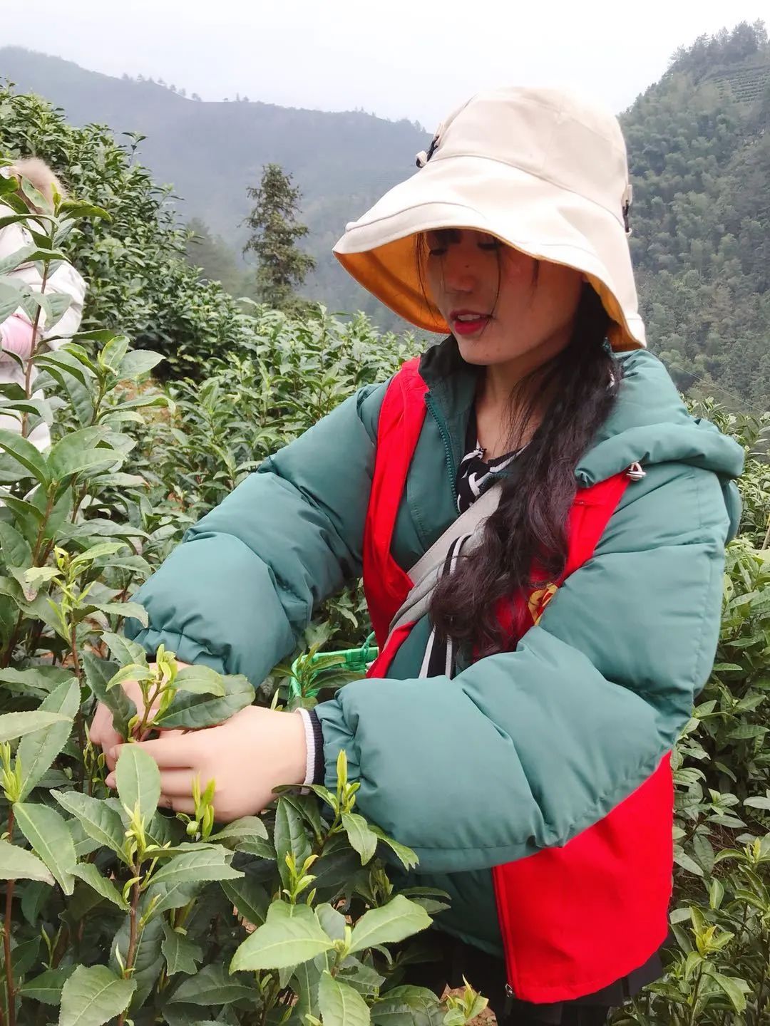 凤冈富硒茶的价格