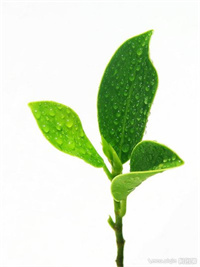 富硒茶的好处