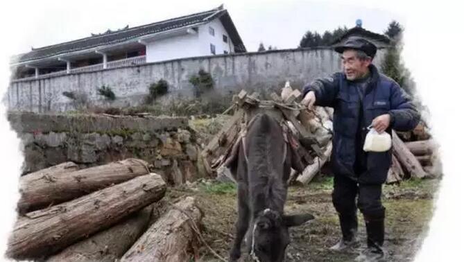 恩施富硒是什么茶