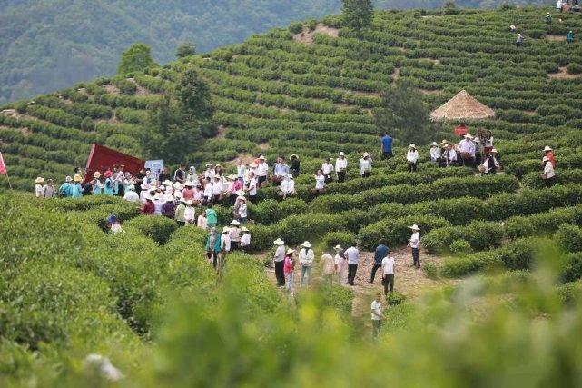 普洱富硒茶体验馆