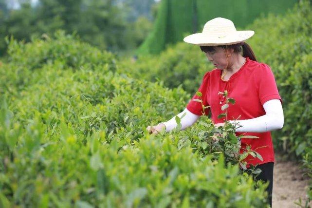 普洱富硒茶体验馆