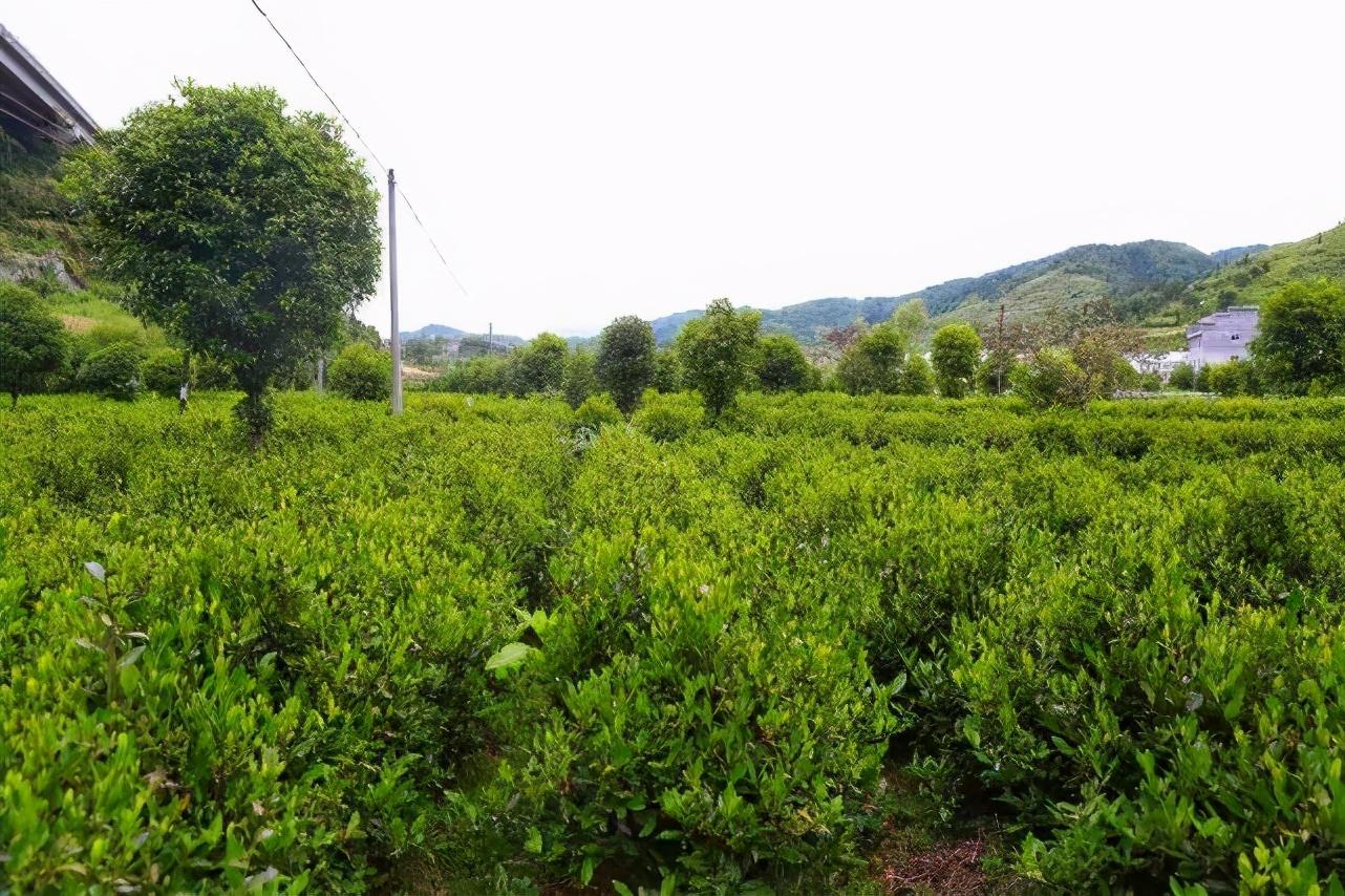 普洱富硒茶体验馆