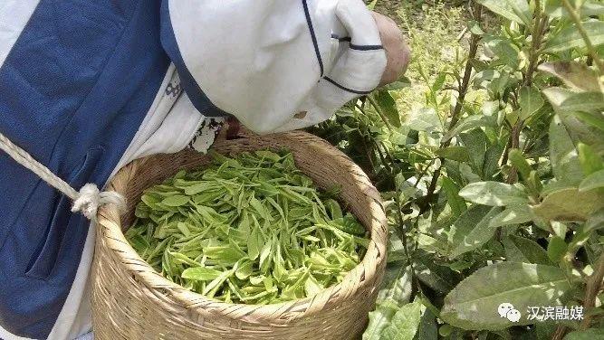 普洱富硒茶体验馆