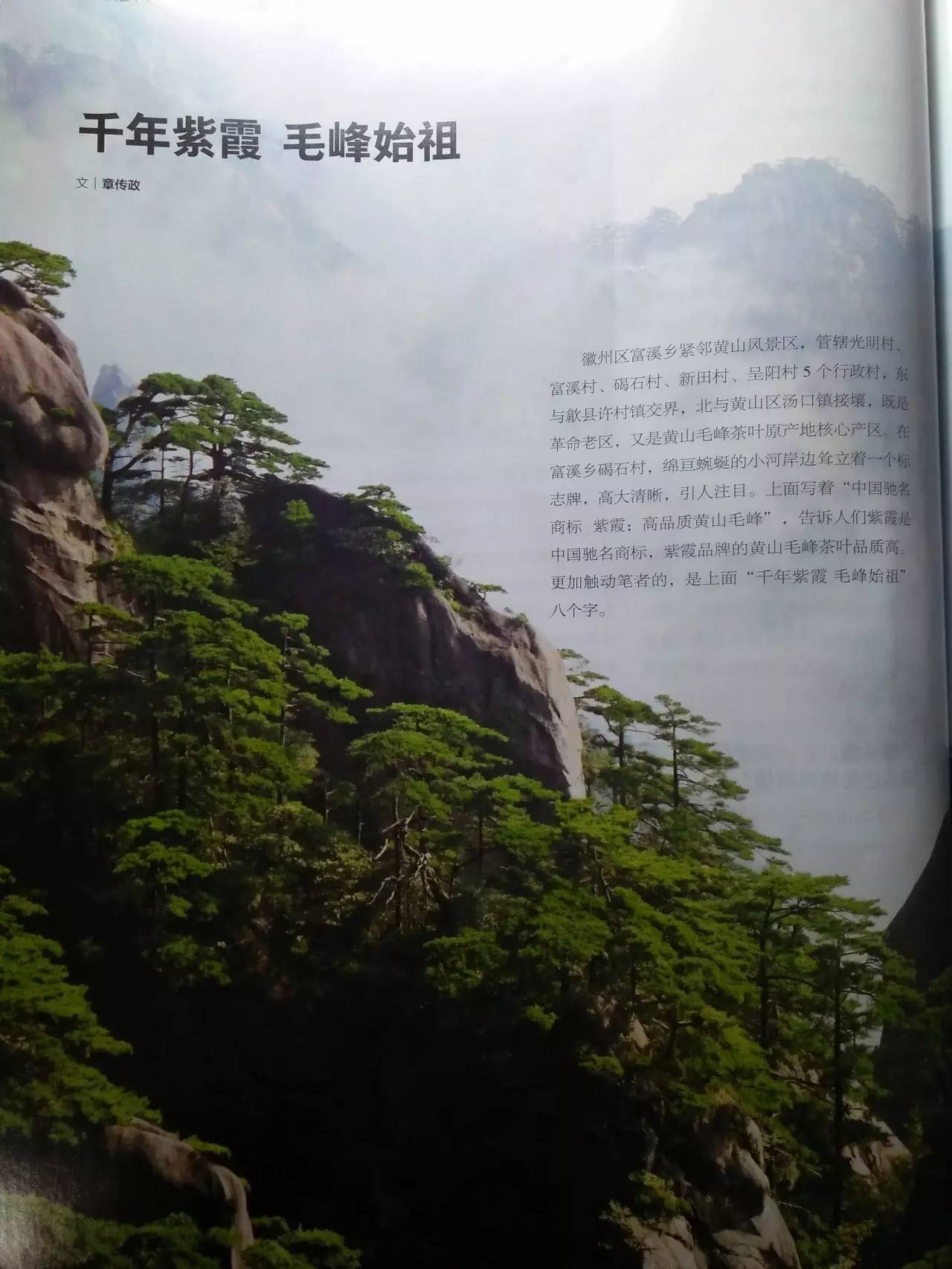 富硒野茶黄山毛峰