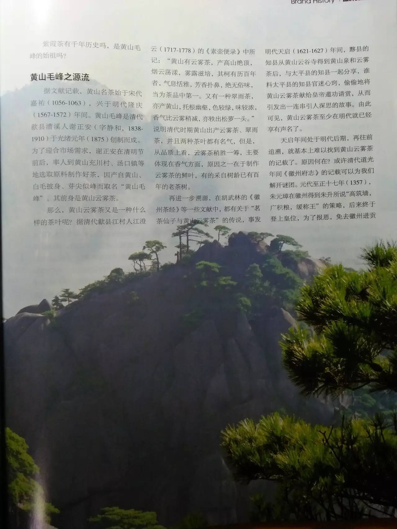 富硒野茶黄山毛峰
