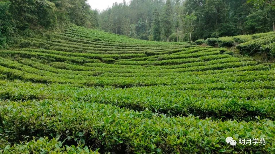 恩施富硒茶哪里卖
