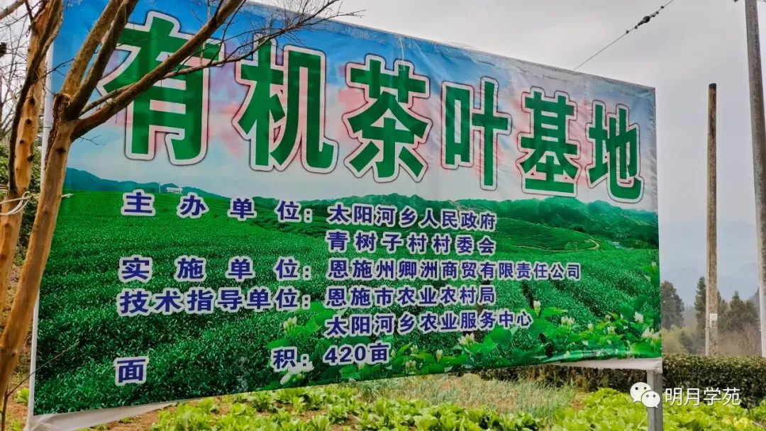 恩施富硒茶哪里卖