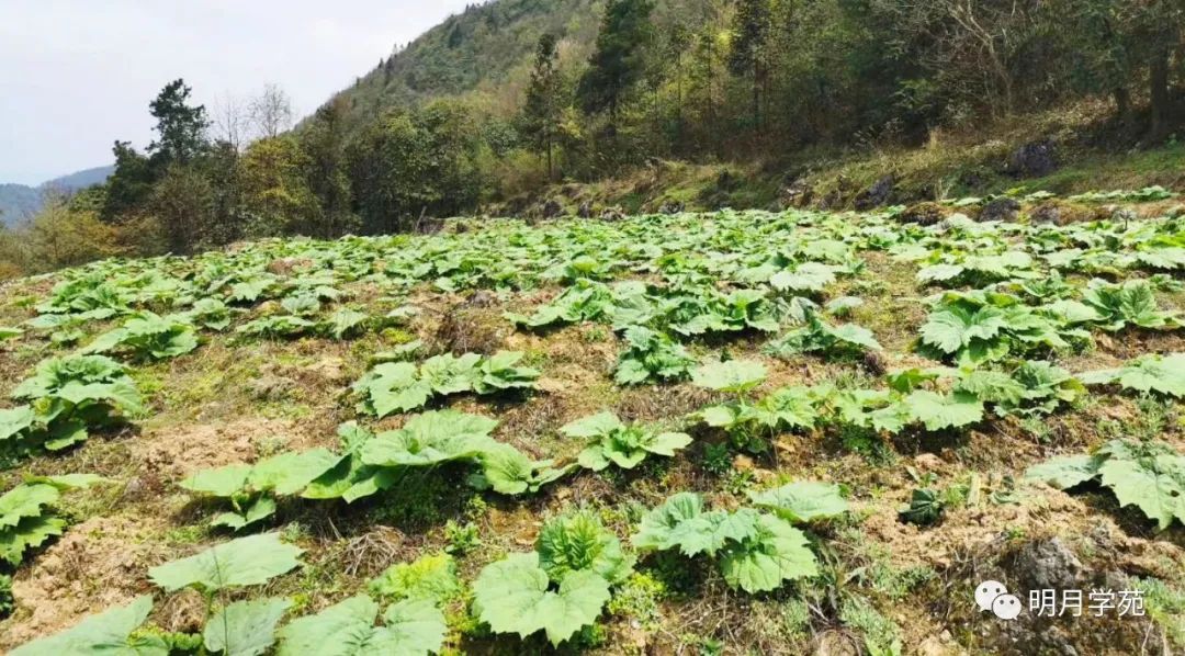 恩施富硒茶哪里卖