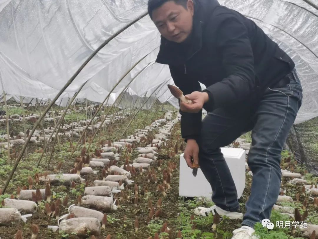 恩施富硒茶哪里卖