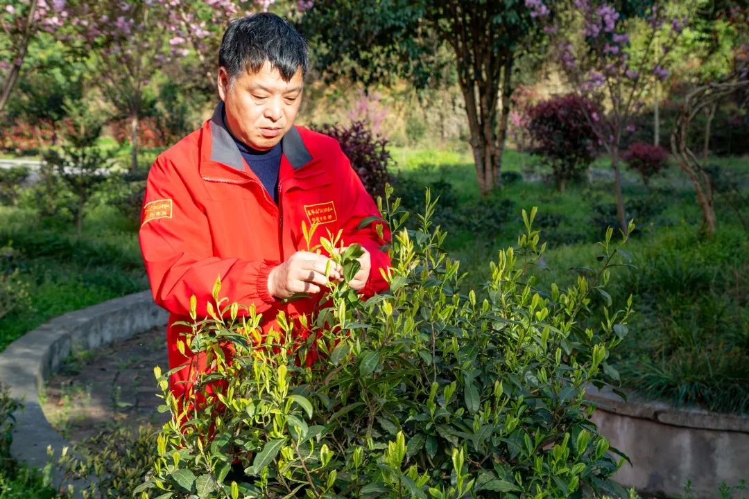 茶博士恩施富硒茶