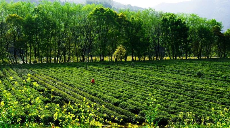 青州凤阳富锌硒茶