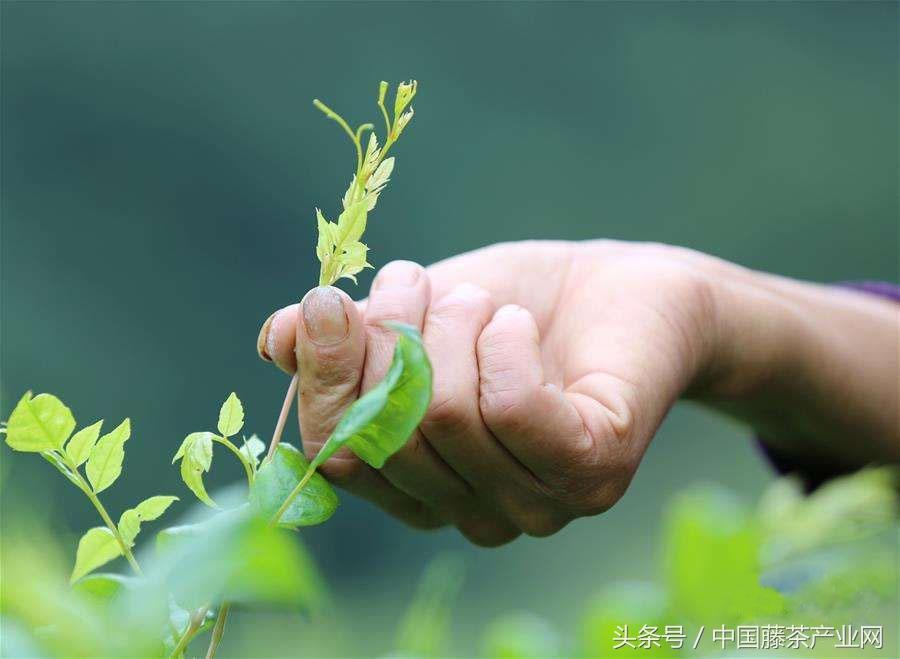 富硒腾茶真的好吗