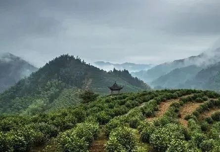 富硒茶泡什么好处