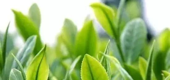 富硒茶泡什么好处