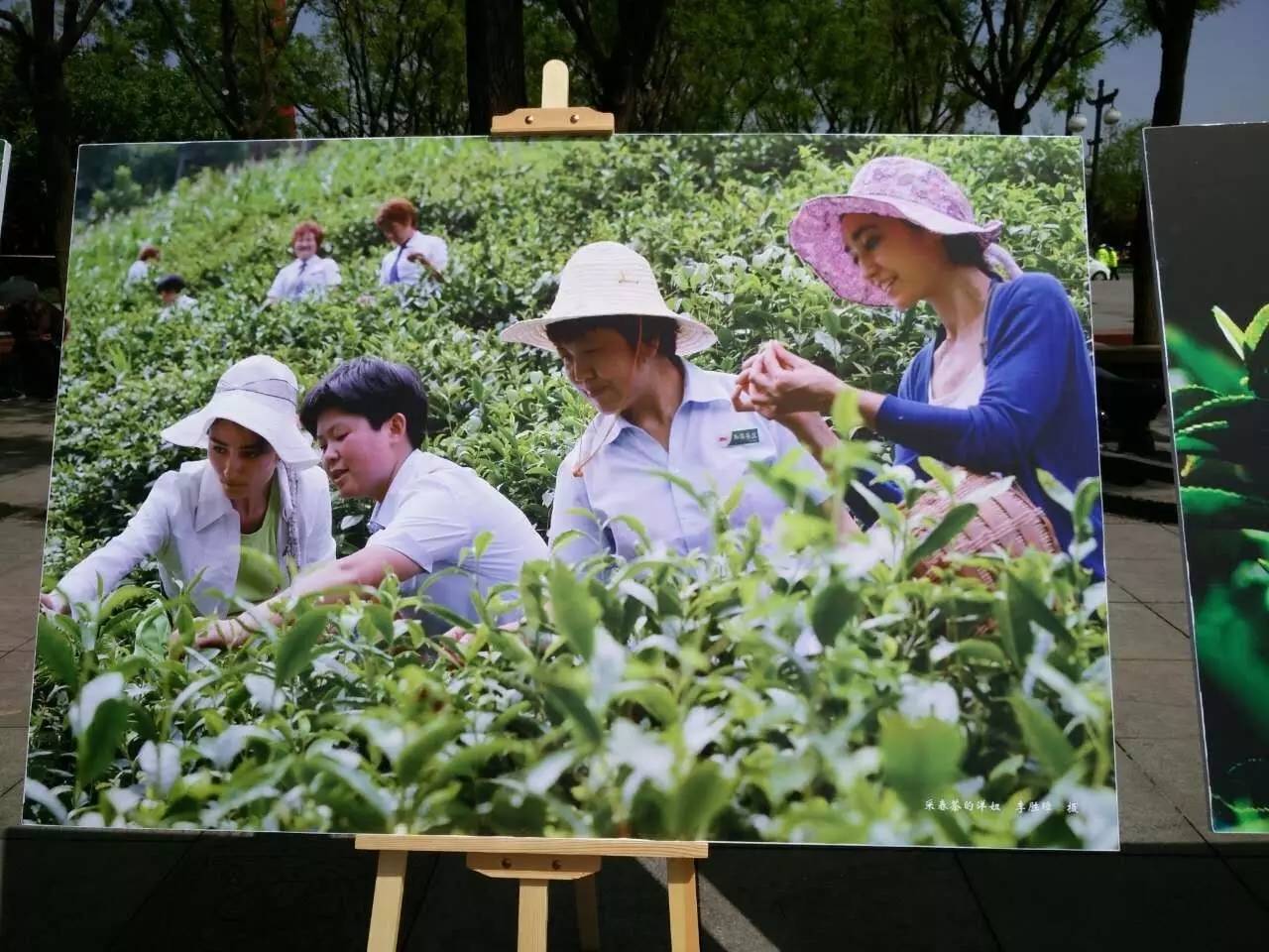 富硒紫阳茶的功能