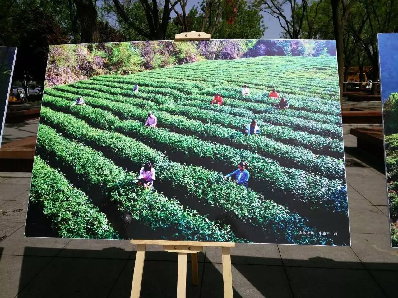 富硒紫阳茶的功能