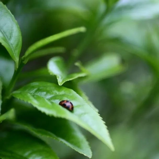 富硒有机茶怎么喝