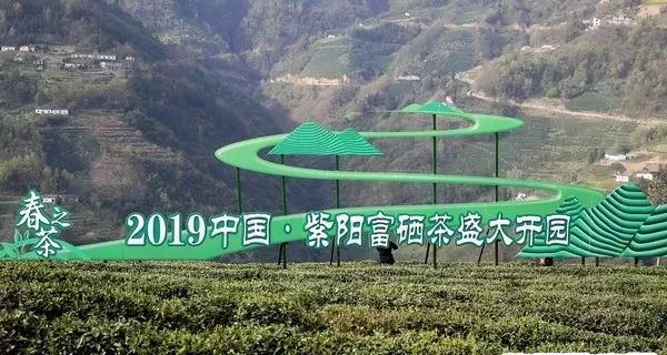 富硒紫阳茶的功能