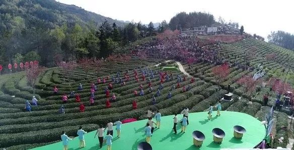 富硒紫阳茶的功能