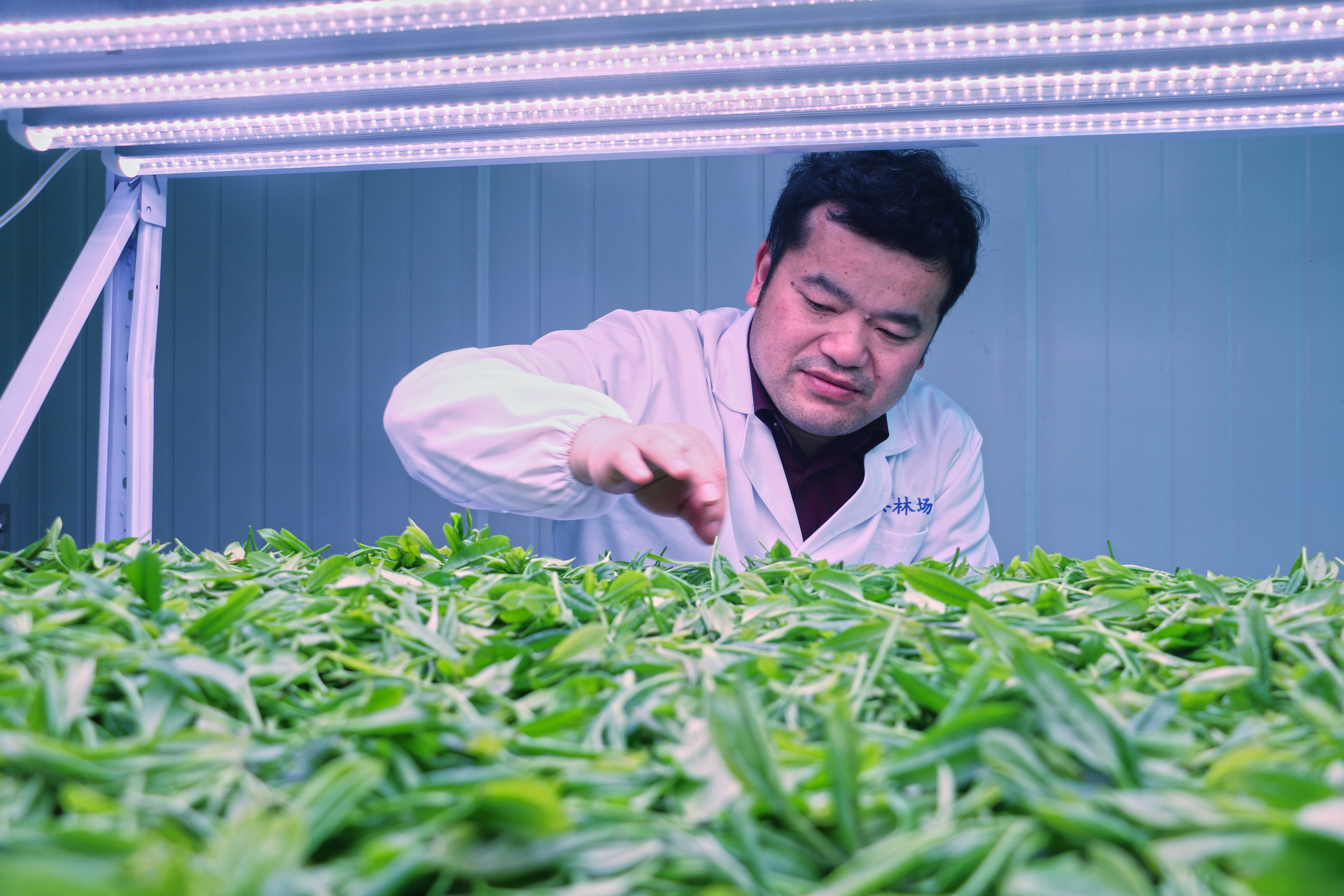 富硒茶的保存方法