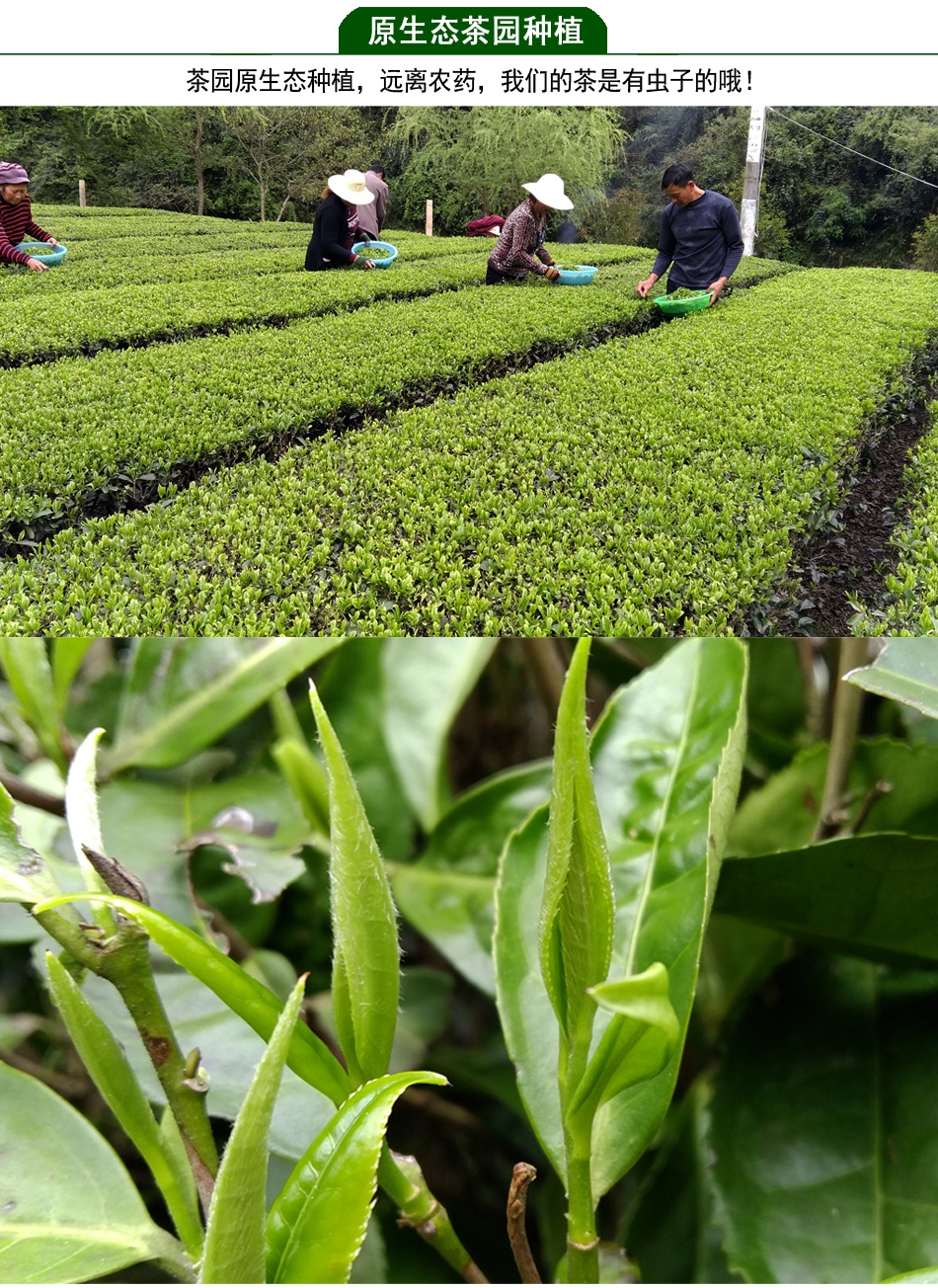 富硒茶在哪里购买