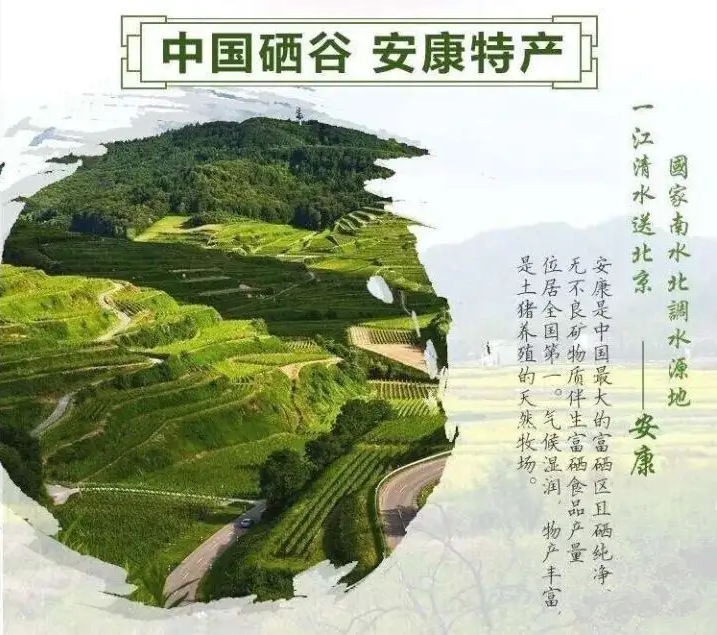 为什么富硒茶沉底
