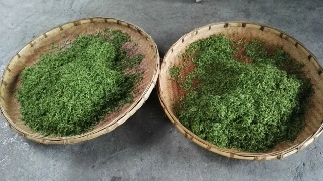富硒黄金茶的产地