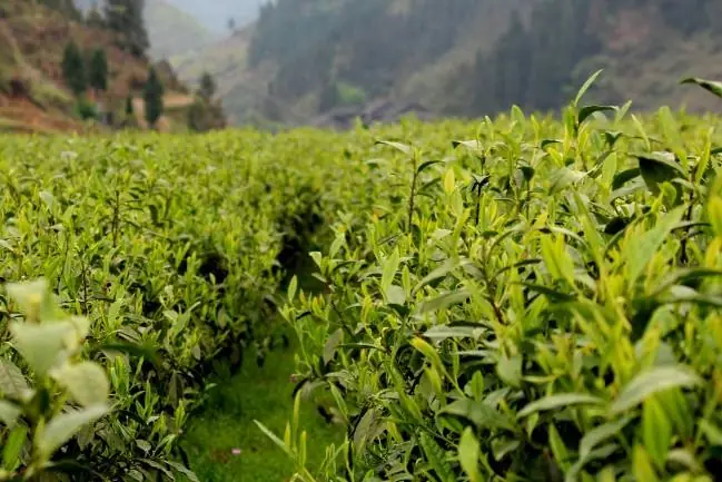 富硒黄金茶的产地