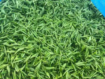 富硒黄金茶的产地