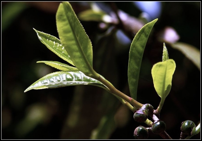 富硒茶的种植技术