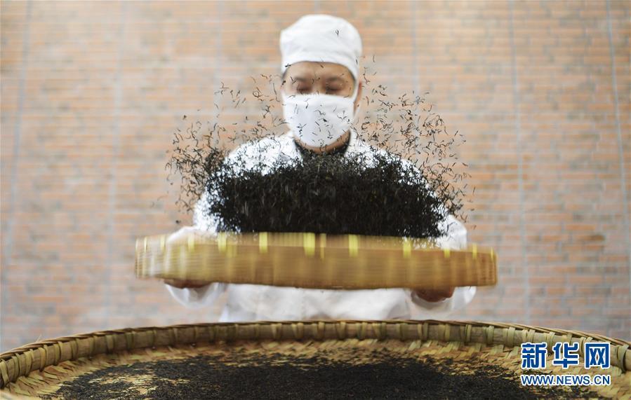 富硒茶的种植技术