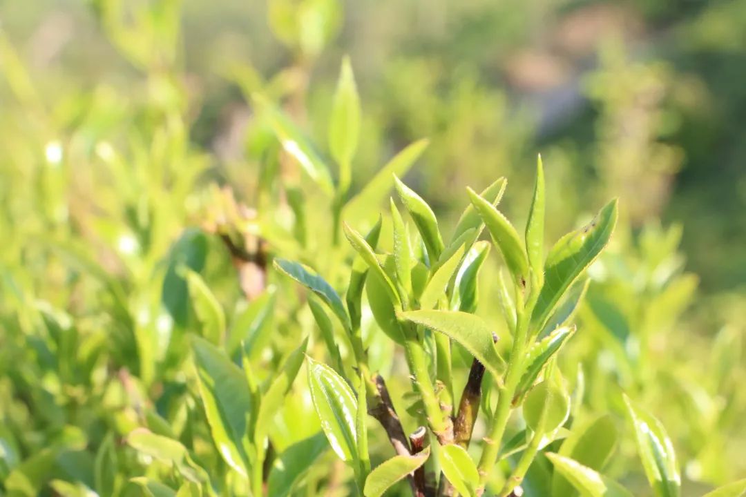 富硒茶的种植技术