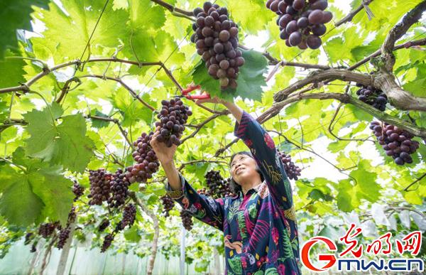 酉阳凤阳富锌硒茶