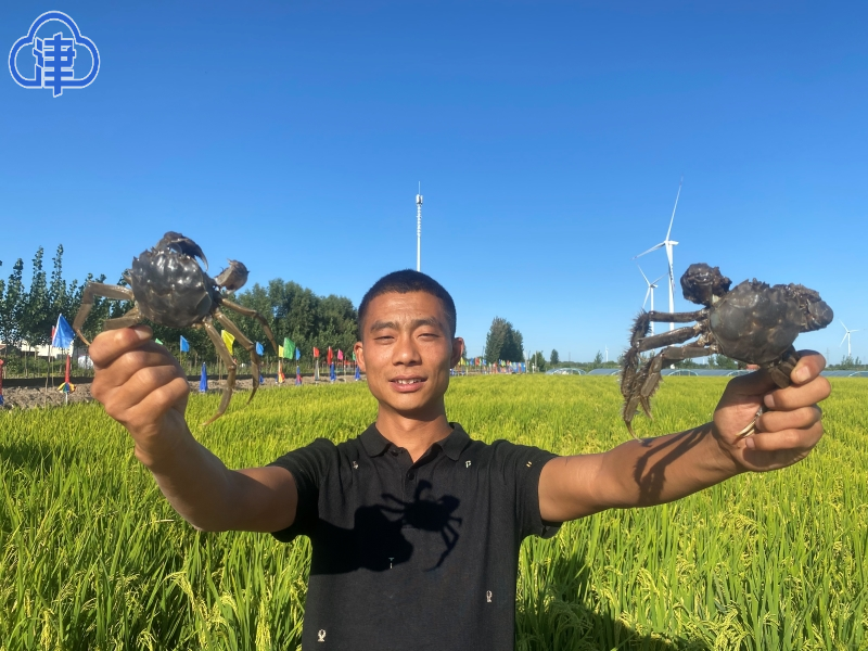 广西富硒茶饼价格