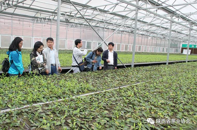 紫阳富硒茶苗种植