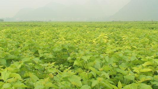 桑叶的食用方法
