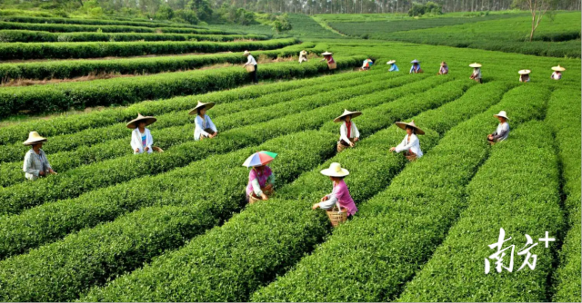 东莞富硒健康茶饮