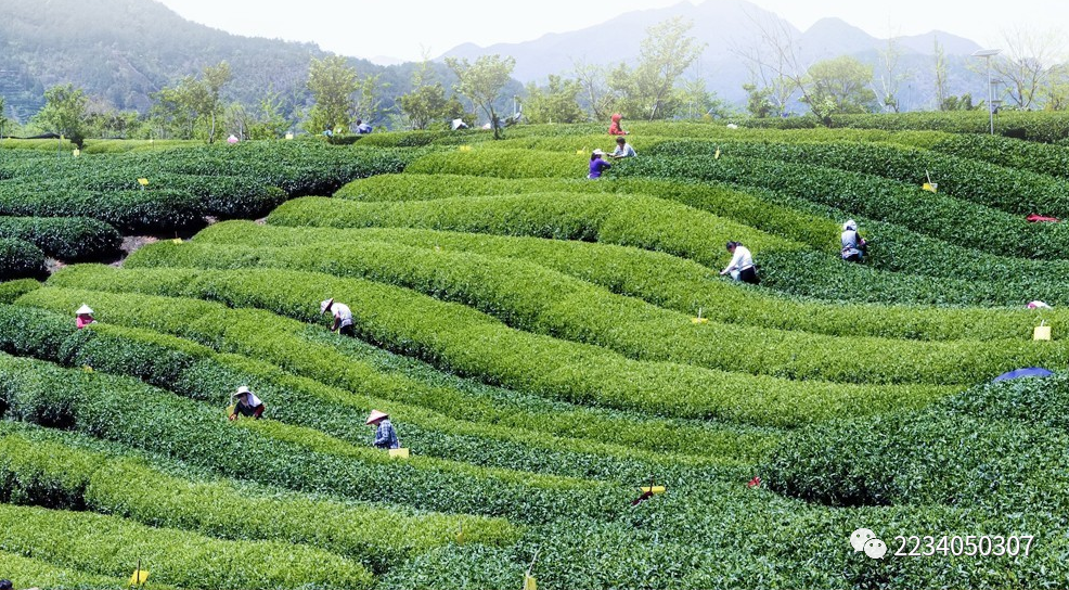 富硒茶啤酒哪家好
