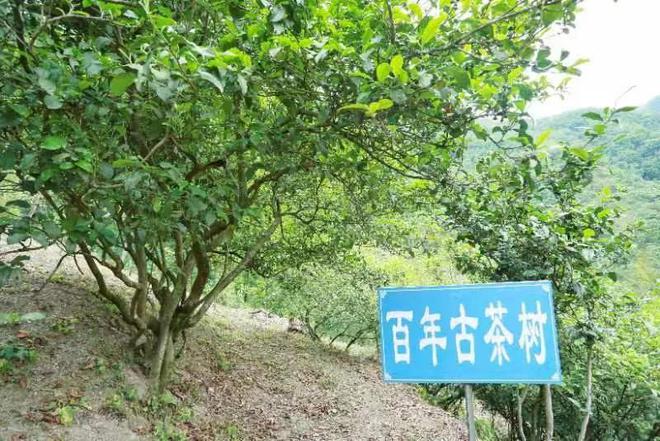 安康南宫山富硒茶