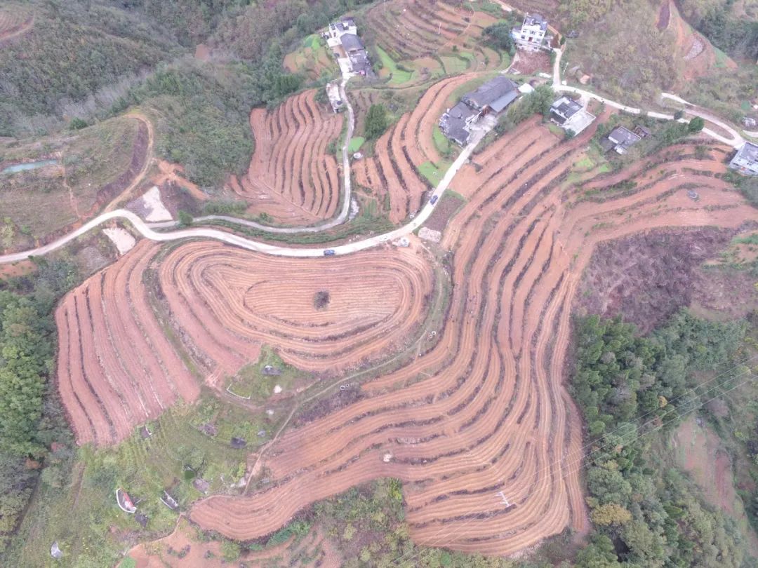 紫阳富硒茶苗种植