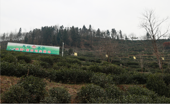 紫阳富硒茶清盛魁