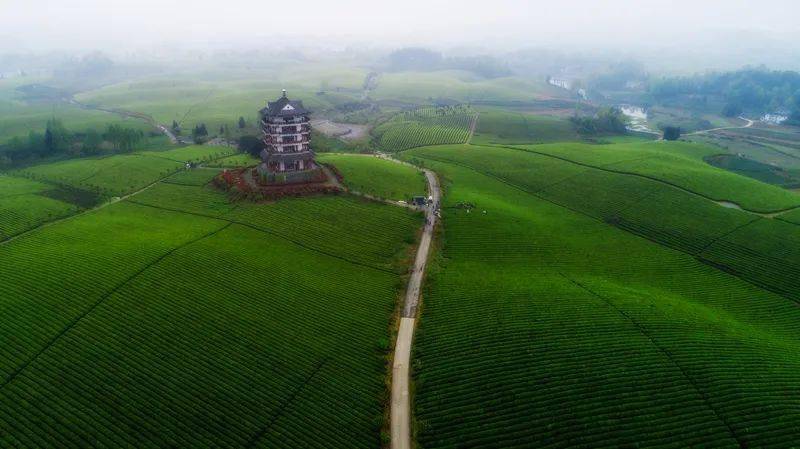 江苏清冽的富硒茶