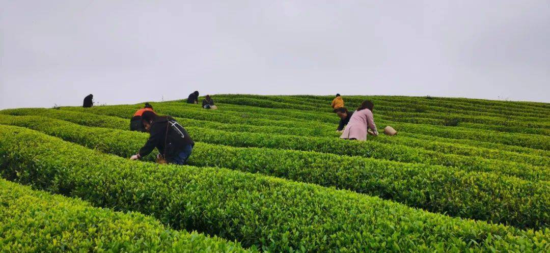 江苏清冽的富硒茶