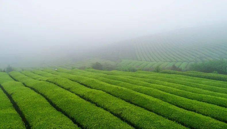 江苏清冽的富硒茶