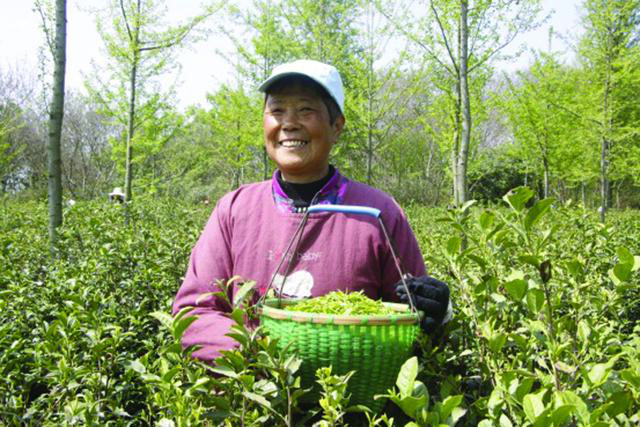 富硒茶培育与加工