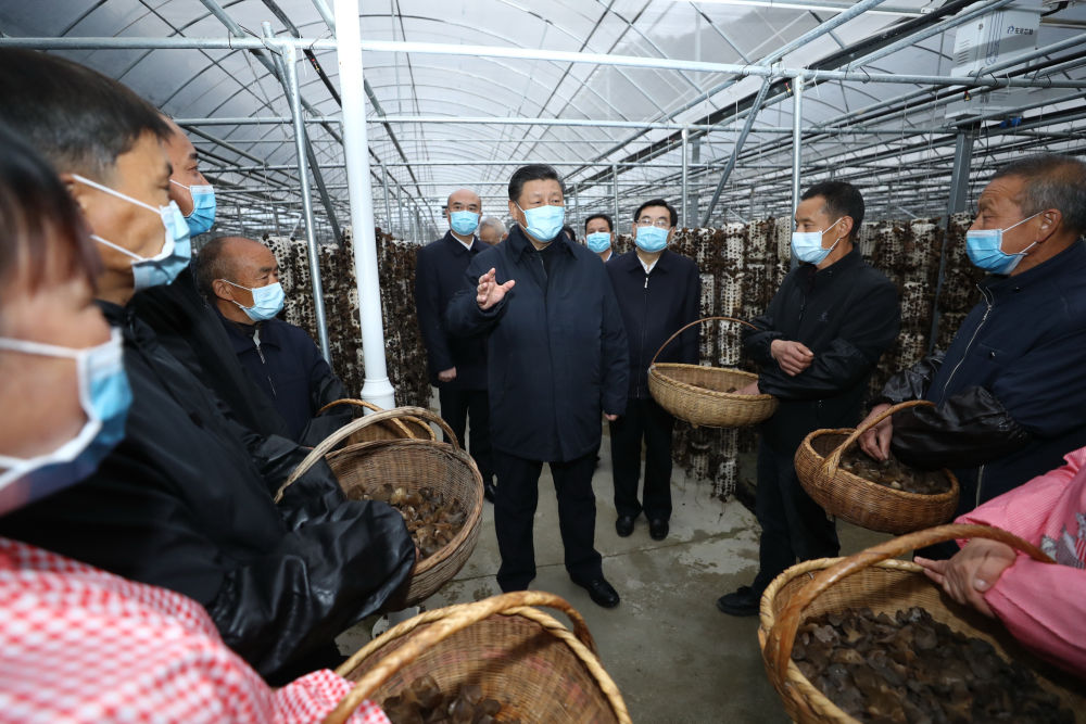 河北富硒茶哪里买